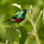 Eastern Double-collared Sunbird (image by Nik Borrow)