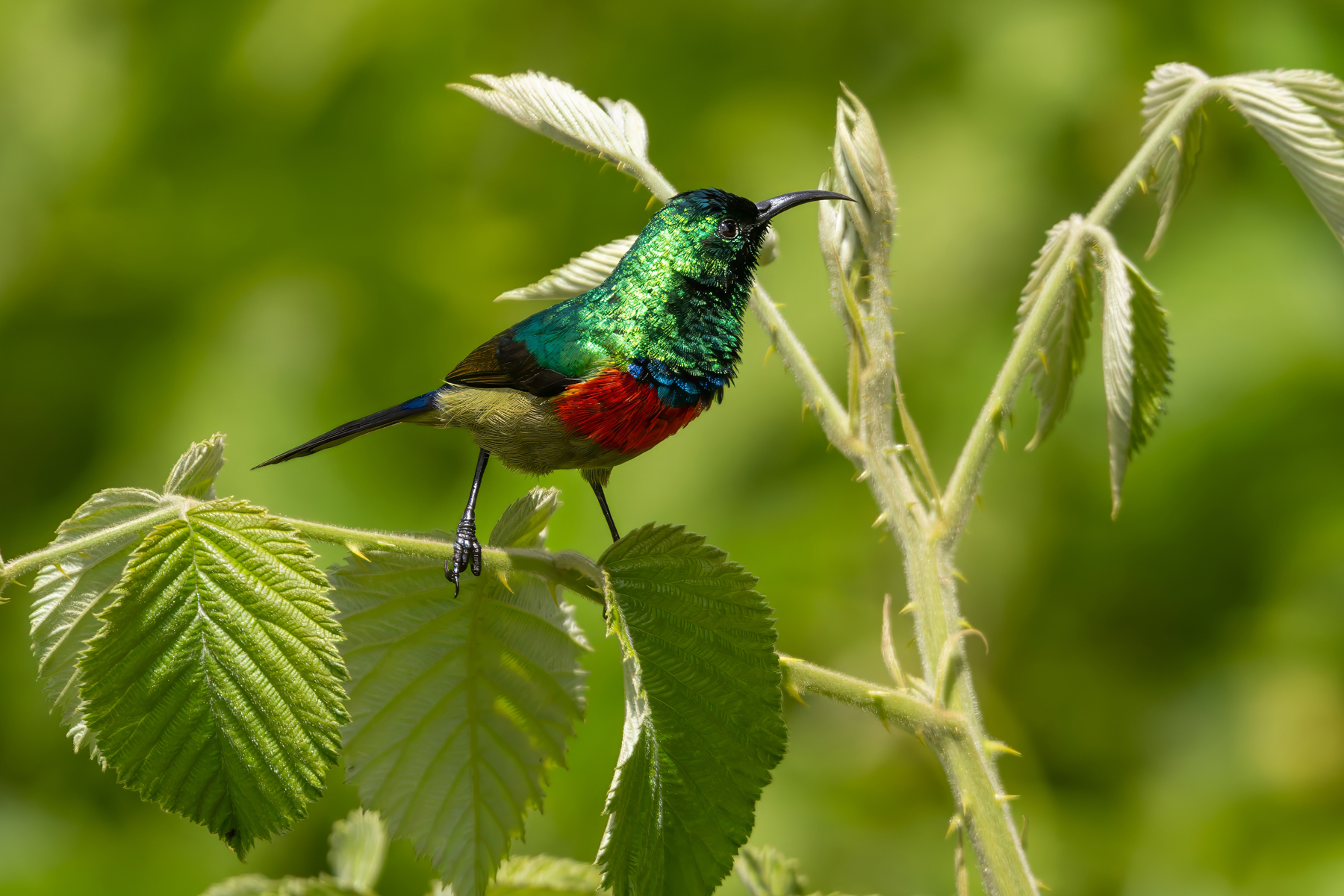 Eastern Double-collared Sunbird (image by Nik Borrow)