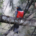 Ecuadorian Trogon (image by Leo Garrigues)