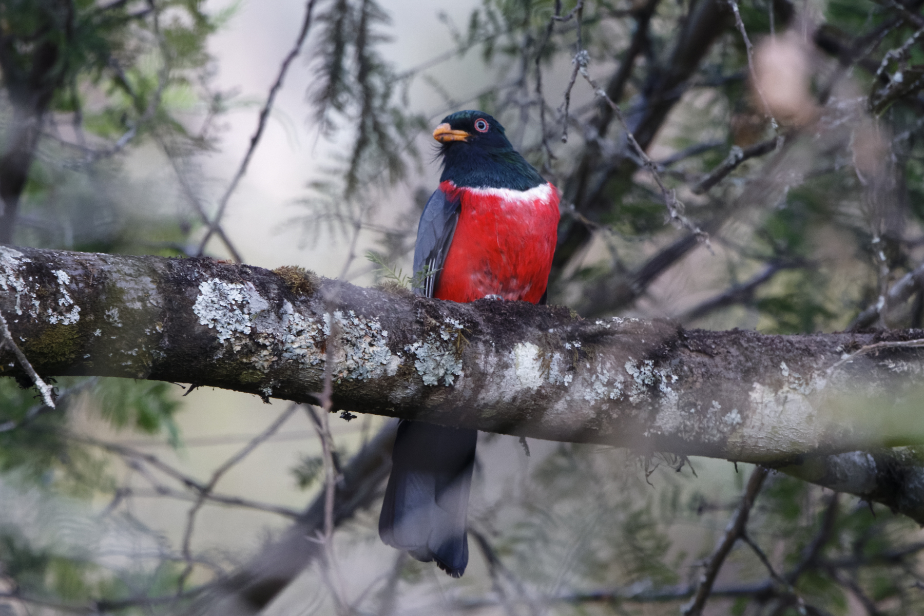 Ecuadorian Trogon (image by Leo Garrigues)