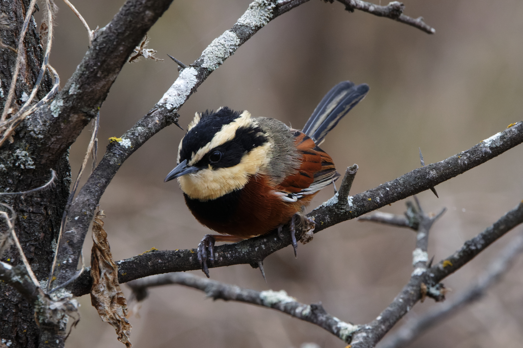 Elegant Crescentchest (image by Leo Garrigues)