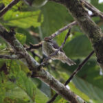 Equatorial Greytail (image by Leo Garrigues)