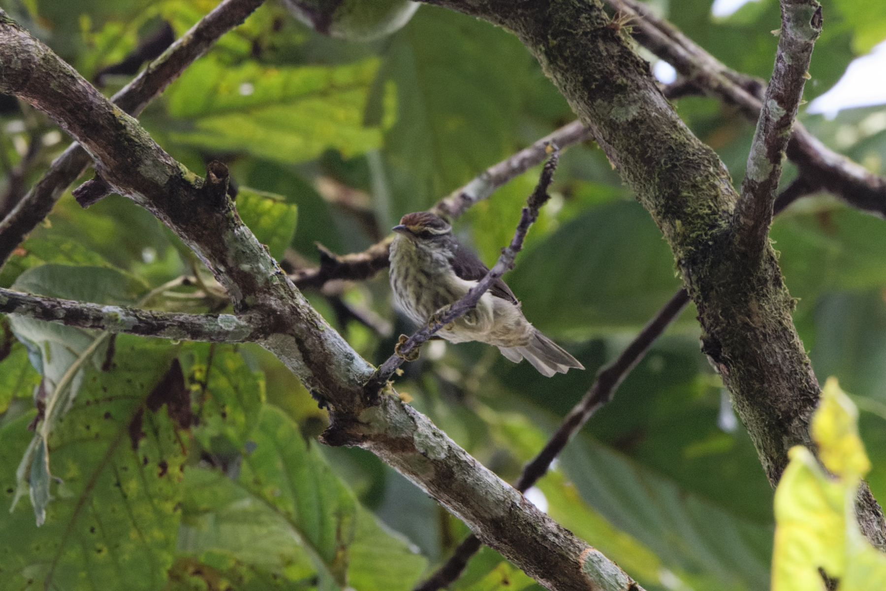 Equatorial Greytail (image by Leo Garrigues)