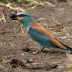 European Roller (image by Nik Borrow)
