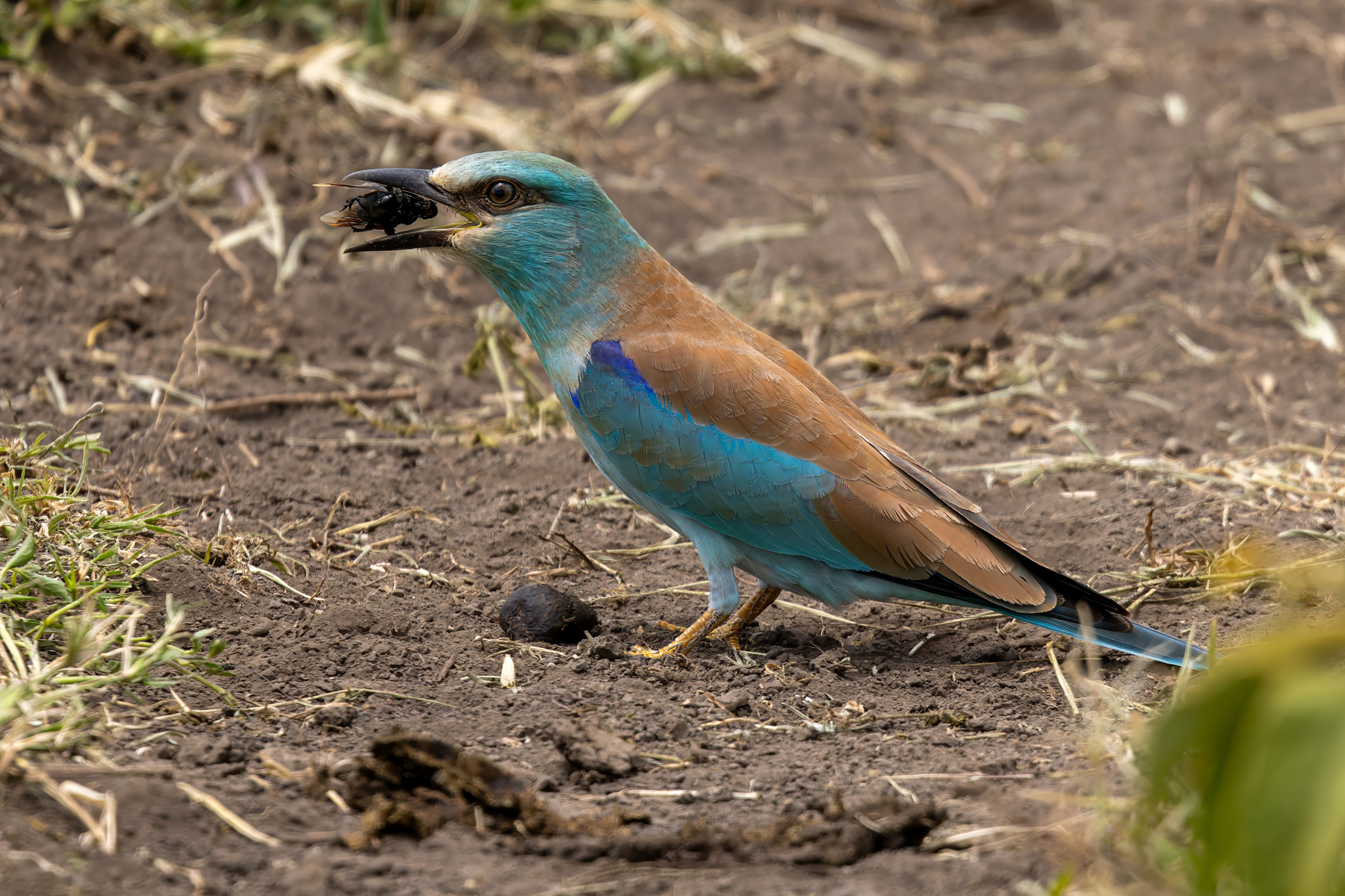 European Roller (image by Nik Borrow)