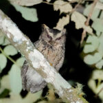 Everett's Scops Owl (image by Craig Robson)