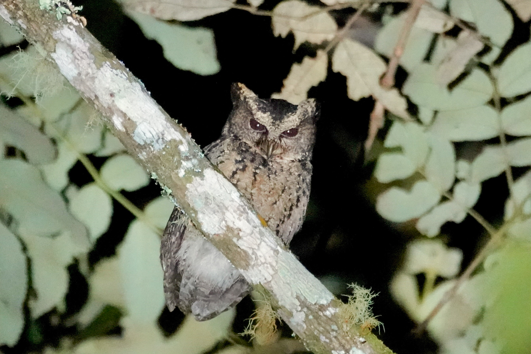 Everett's Scops Owl (image by Craig Robson)