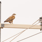 Ferruginous Hawk (image by Mike Watson)