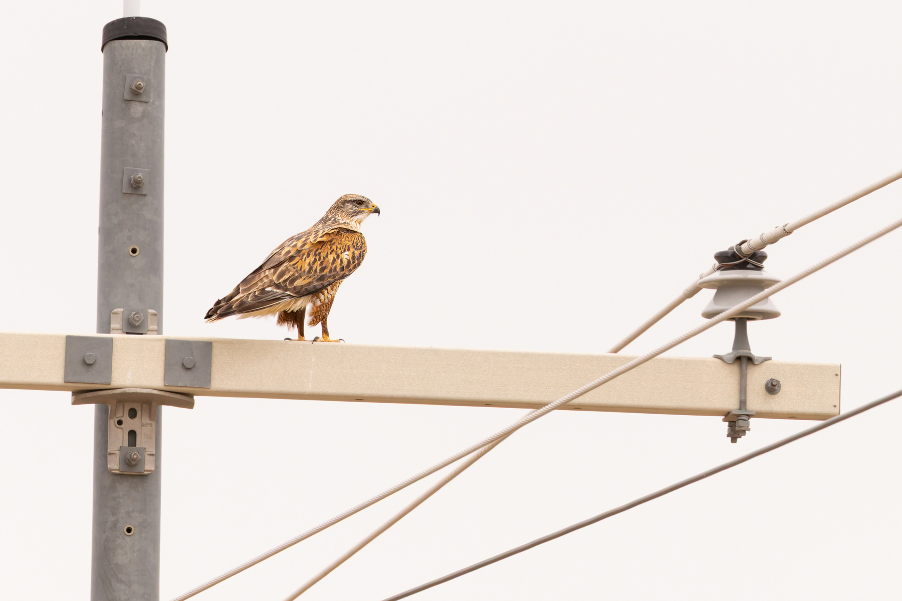 Ferruginous Hawk (image by Mike Watson)
