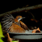Falcated Wren-Babbler (image by Craig Robson)