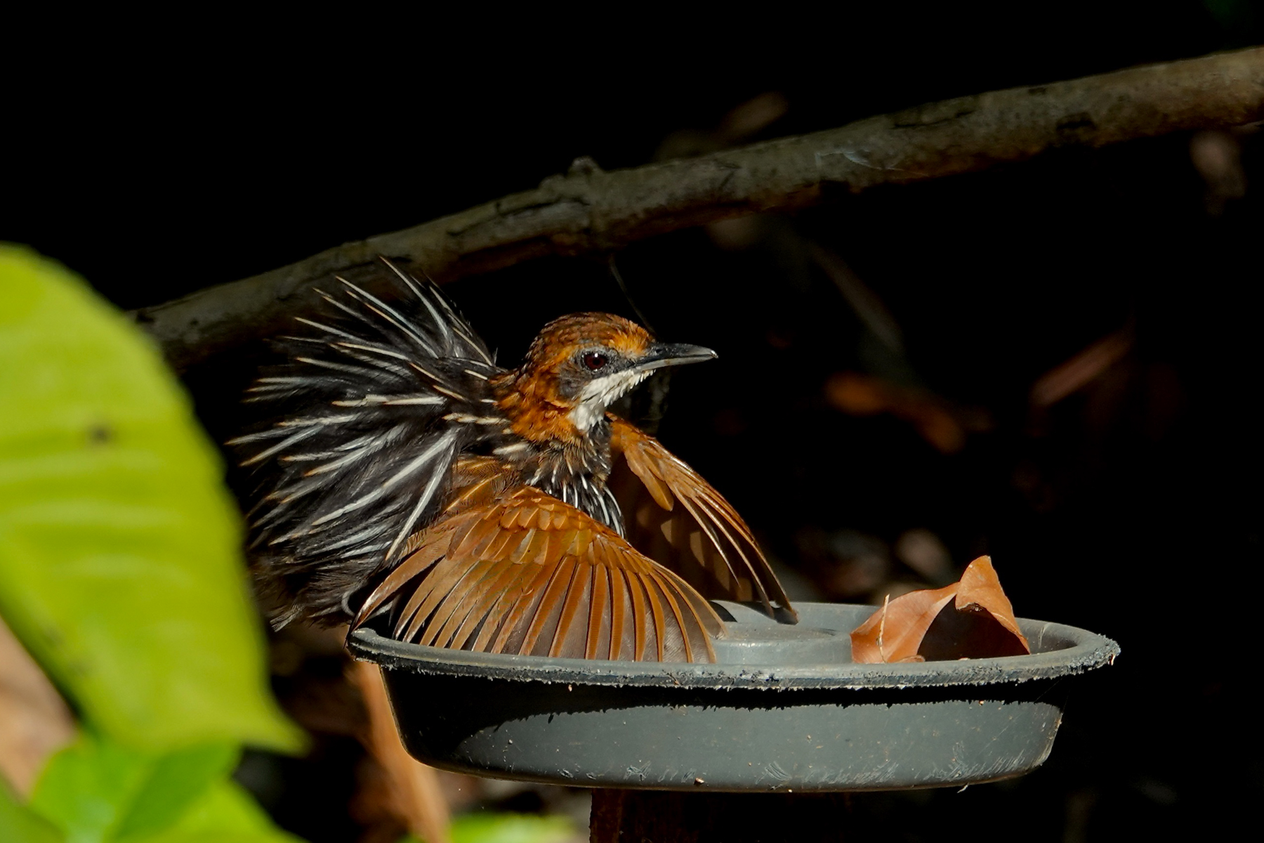 Falcated Wren-Babbler (image by Craig Robson)