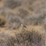 Familiar Chat (image by Mark Beaman)