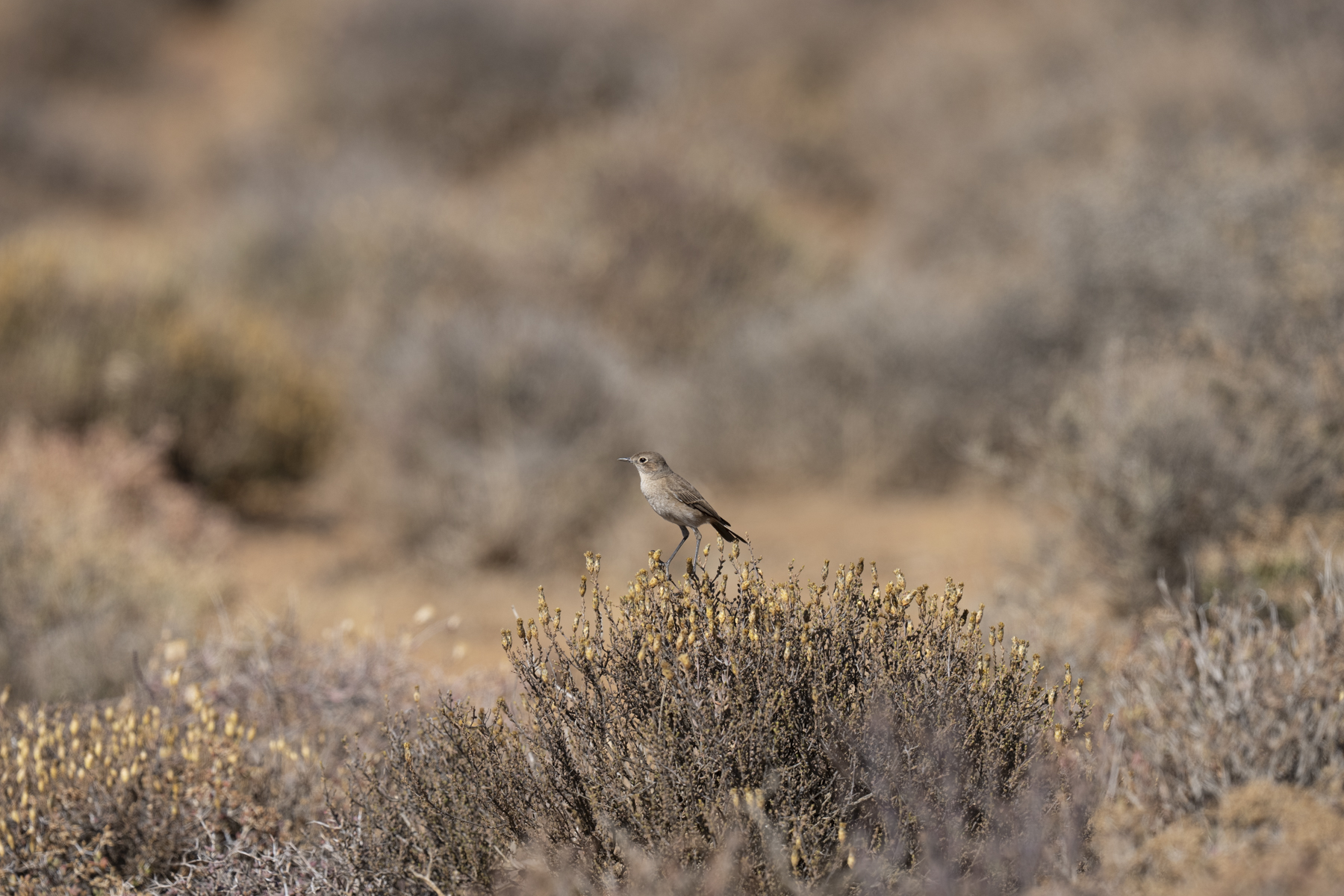 Familiar Chat (image by Mark Beaman)