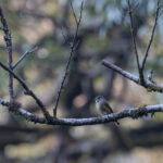 Ferruginous Flycatcher (image by Dani Balla)