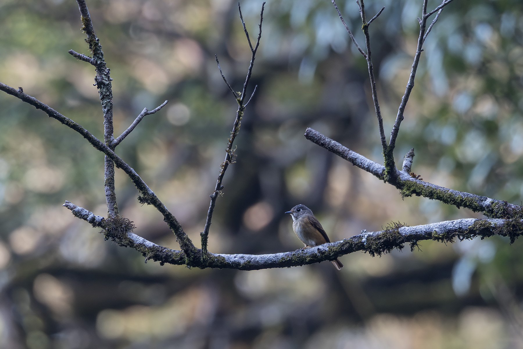 Ferruginous Flycatcher (image by Dani Balla)