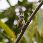Fine-barred Piculet (image by Leo Garrigues)