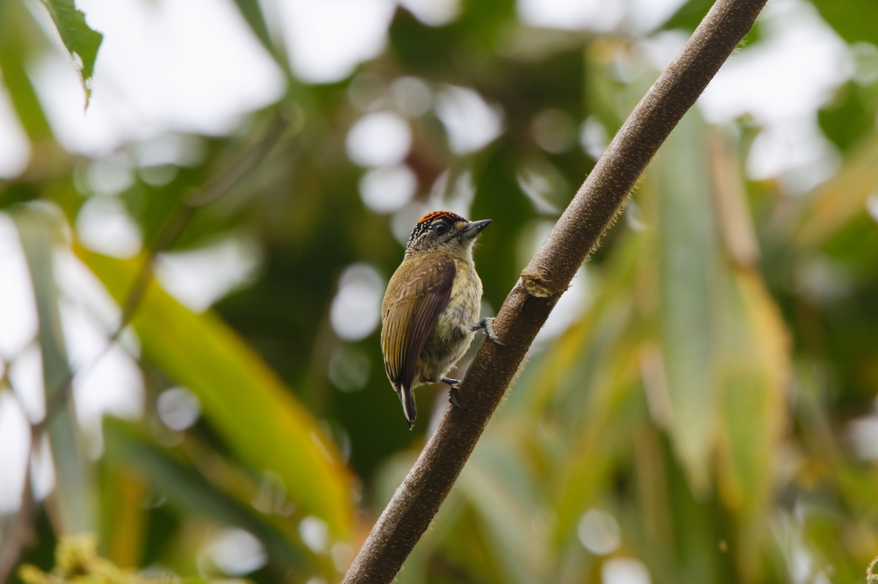 Fine-barred Piculet (image by Leo Garrigues)