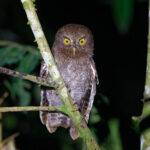 Foothill Screech Owl (image by Leo Garrigues)