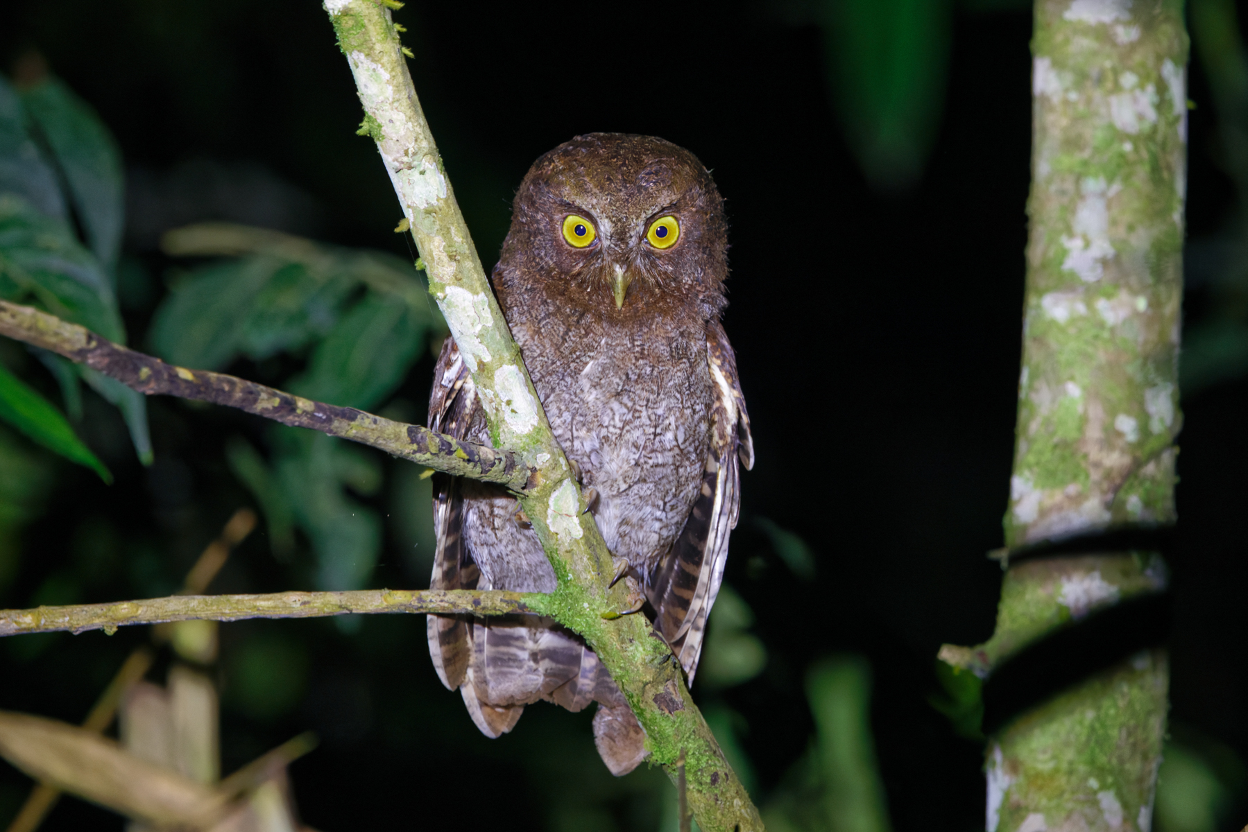 Foothill Screech Owl (image by Leo Garrigues)