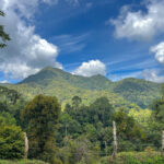 Forest near Lake Holon (image by Craig Robson)