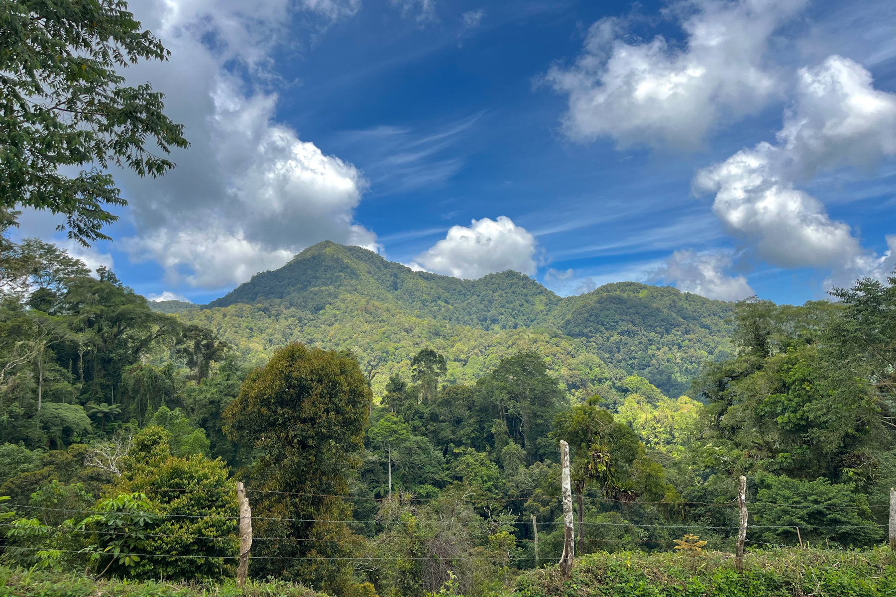 Forest near Lake Holon (image by Craig Robson)