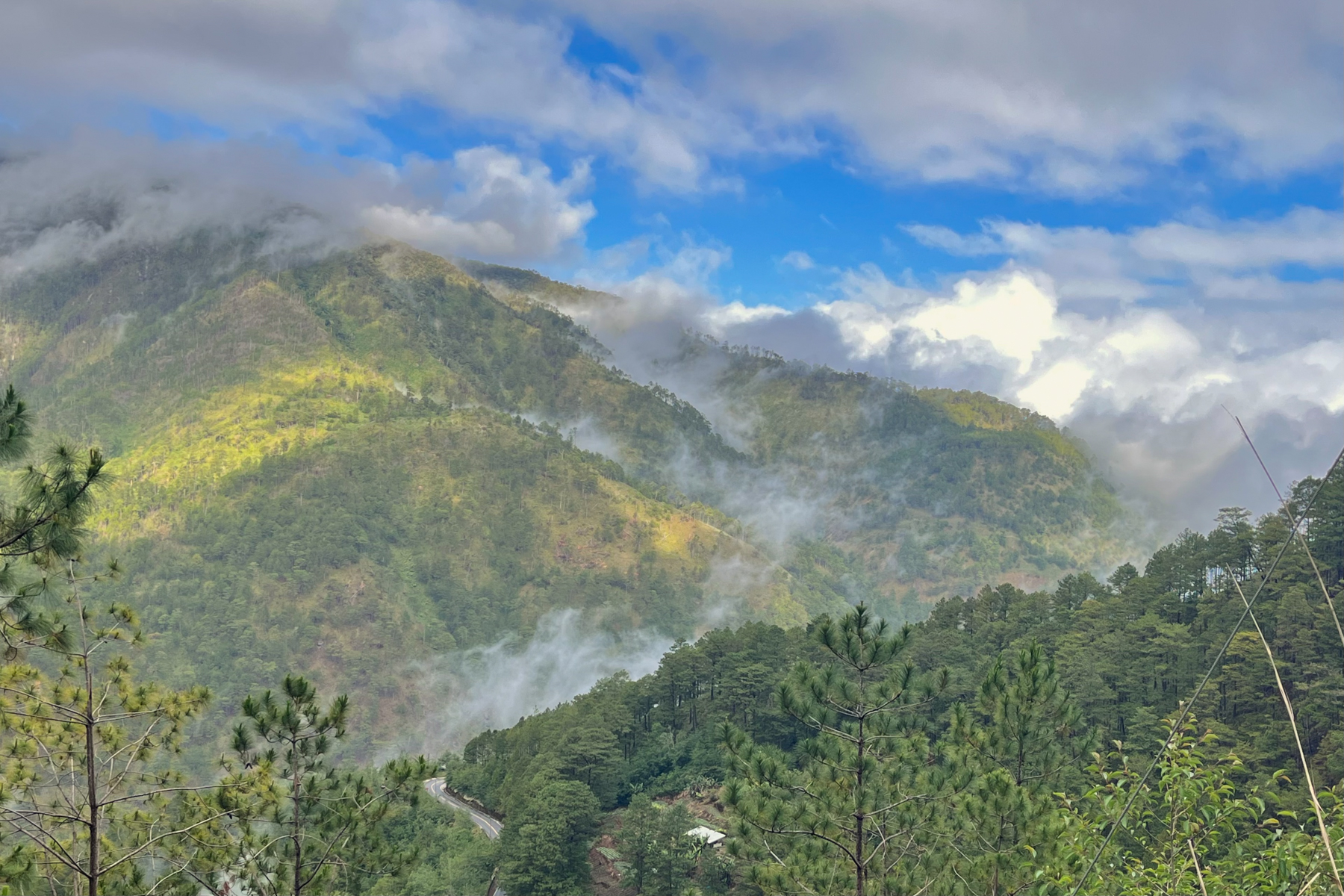 Forest near Mount Polis (image by Craig Robson)