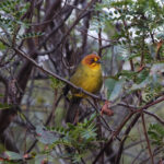 Fulvous-headed Brushfinch (image by Leo Garrigues)