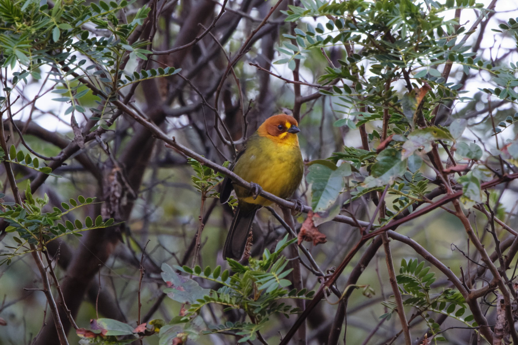 Fulvous-headed Brushfinch (image by Leo Garrigues)