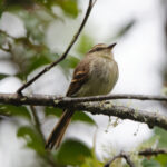 Fuscous Flycatcher (image by Leo Garrigues)
