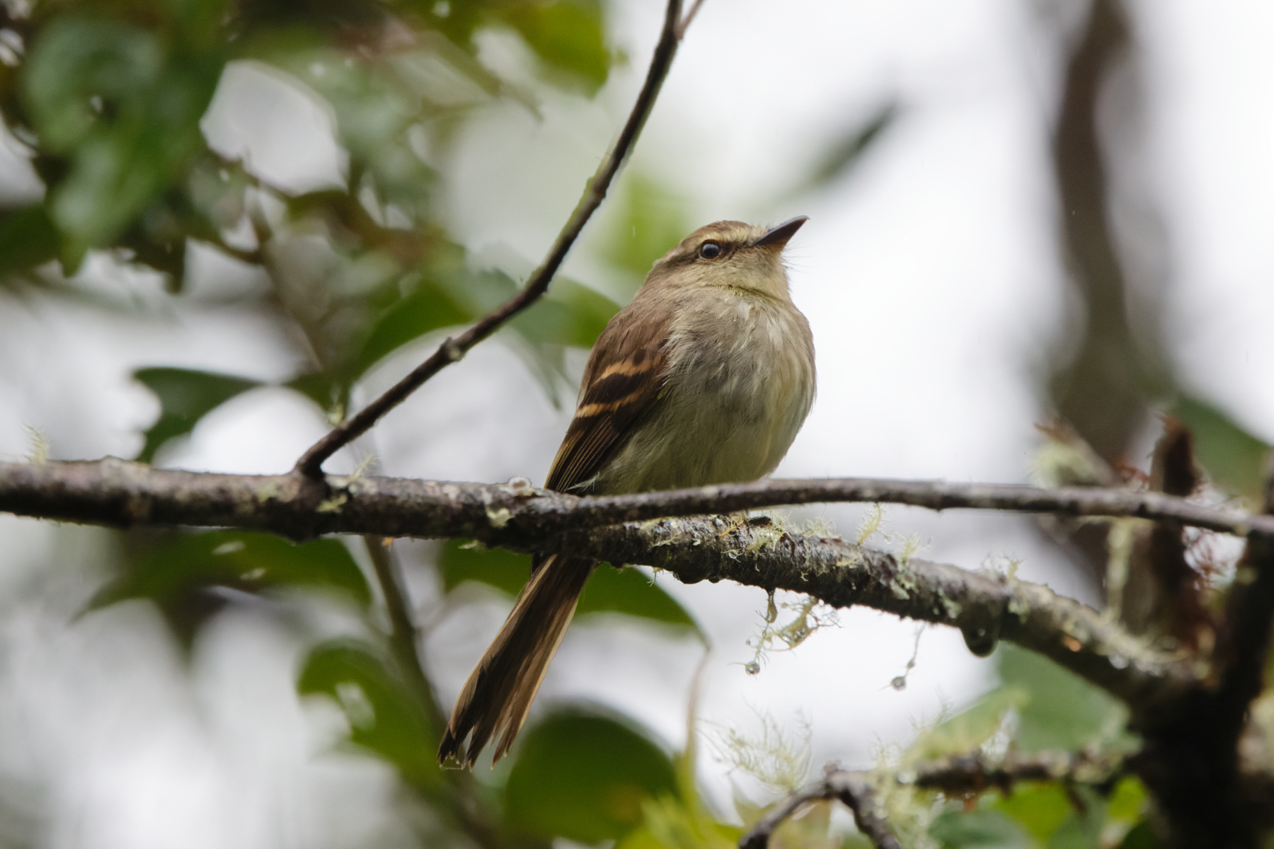 Fuscous Flycatcher (image by Leo Garrigues)