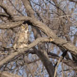Great Horned Owl (image by Mike Watson)