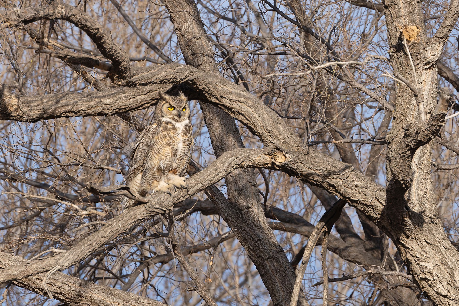 Great Horned Owl (image by Mike Watson)