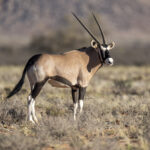 Gemsbok or Southern Oryx (image by Mark Beaman)
