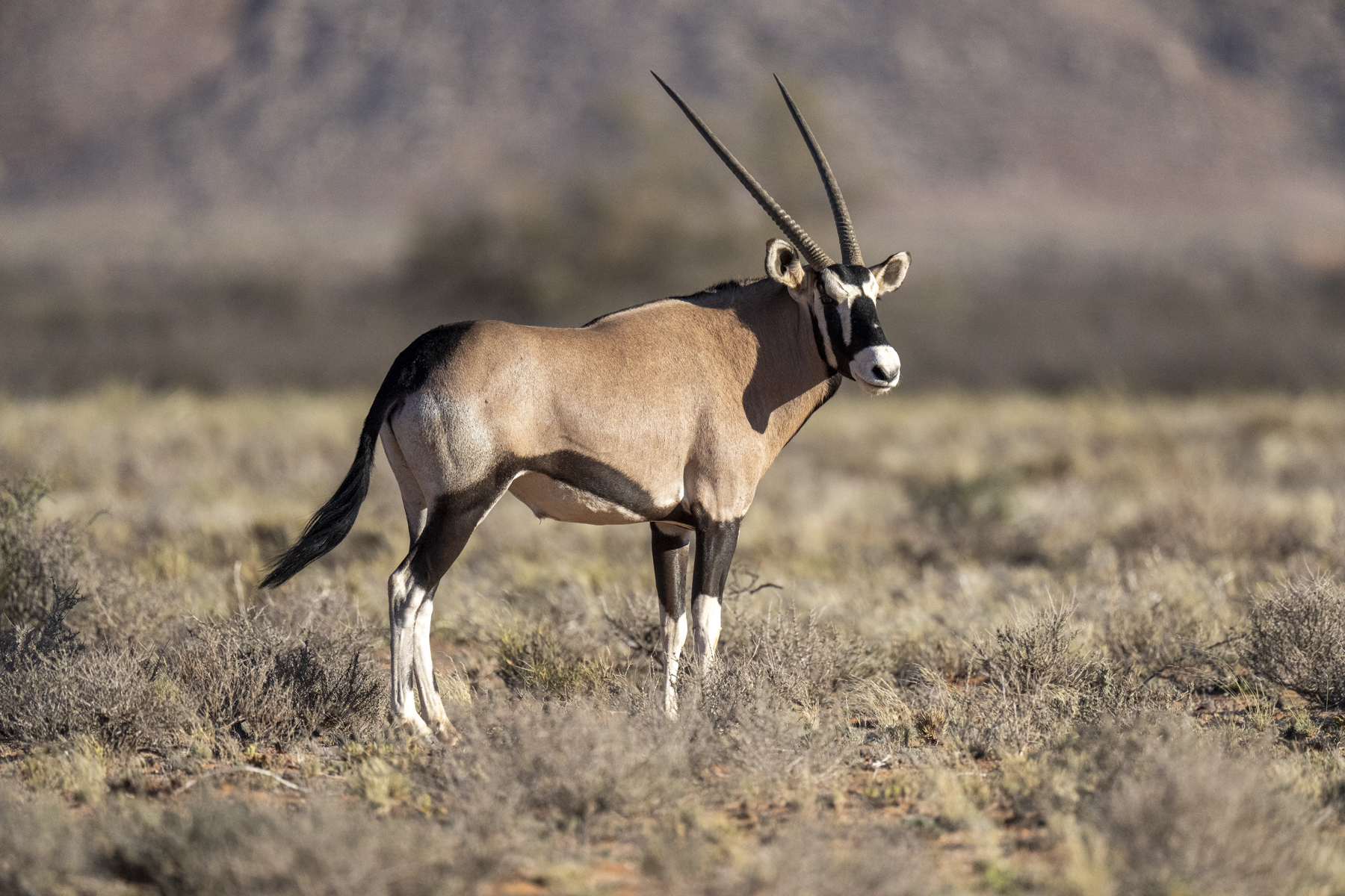Gemsbok or Southern Oryx (image by Mark Beaman)