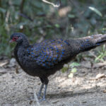 Germain's Peacock-Pheasant (image by Dani Balla)