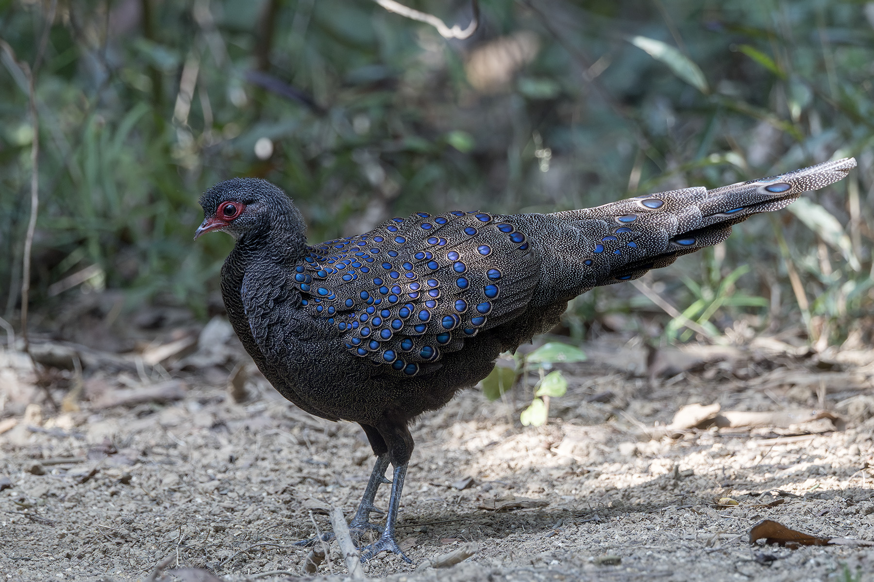 Germain's Peacock-Pheasant (image by Dani Balla)