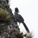 Giant Antshrike (image by Leo Garrigues)