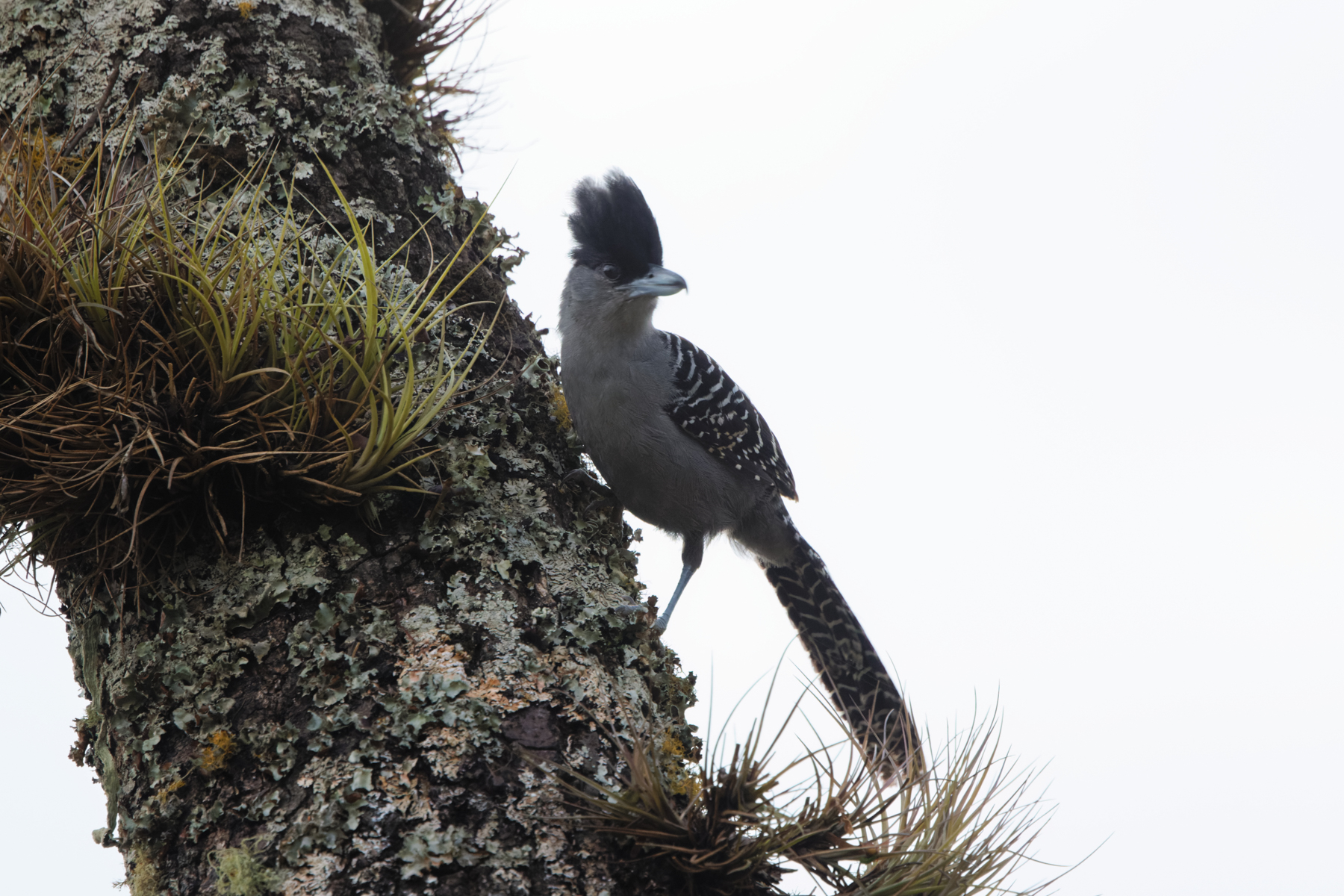 Giant Antshrike (image by Leo Garrigues)