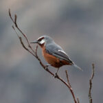 Giant Conebill (image by Leo Garrigues)