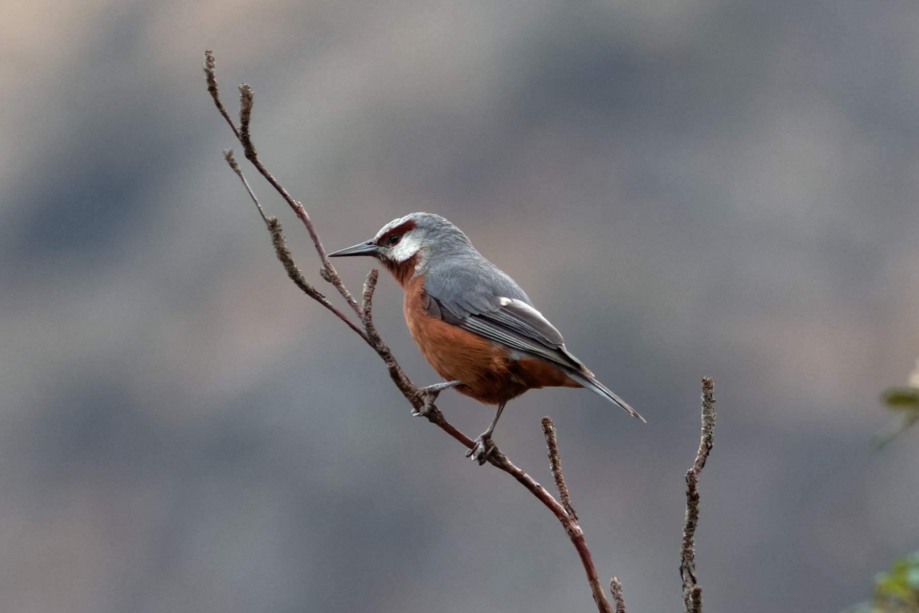 Giant Conebill (image by Leo Garrigues)
