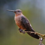 Giant Hummingbird (image by Leo Garrigues)