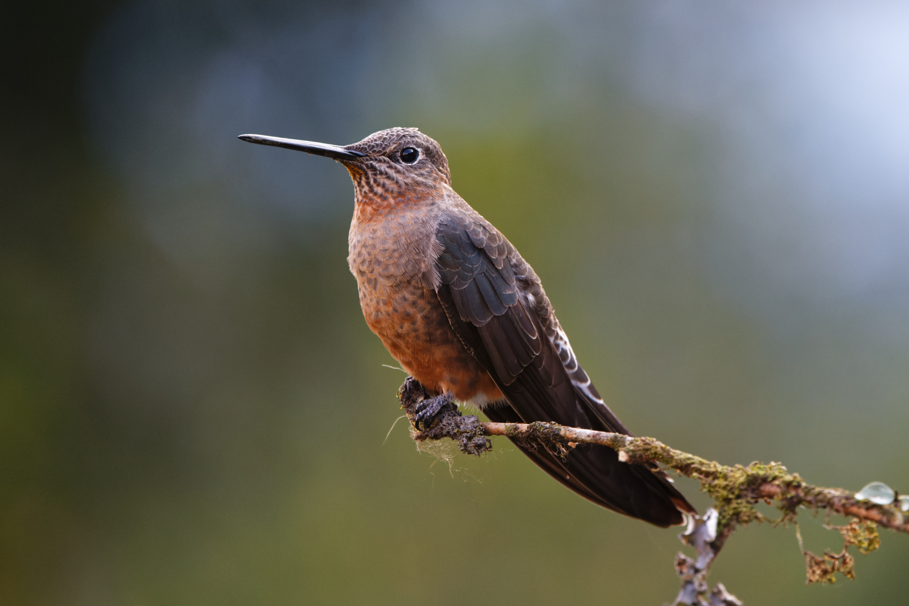Giant Hummingbird (image by Leo Garrigues)