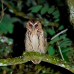 Giant Scops Owl (image by Craig Robson)