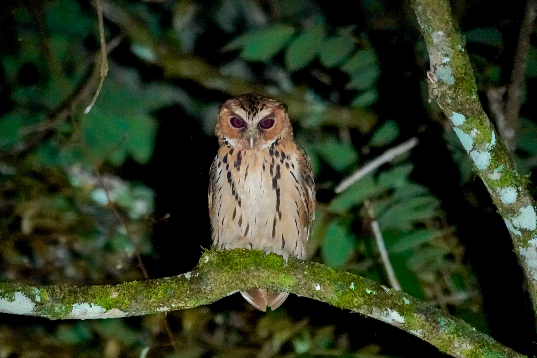 Giant Scops Owl (image by Craig Robson)