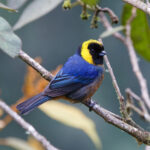 Golden-collared Tanager (image by Leo Garrigues)