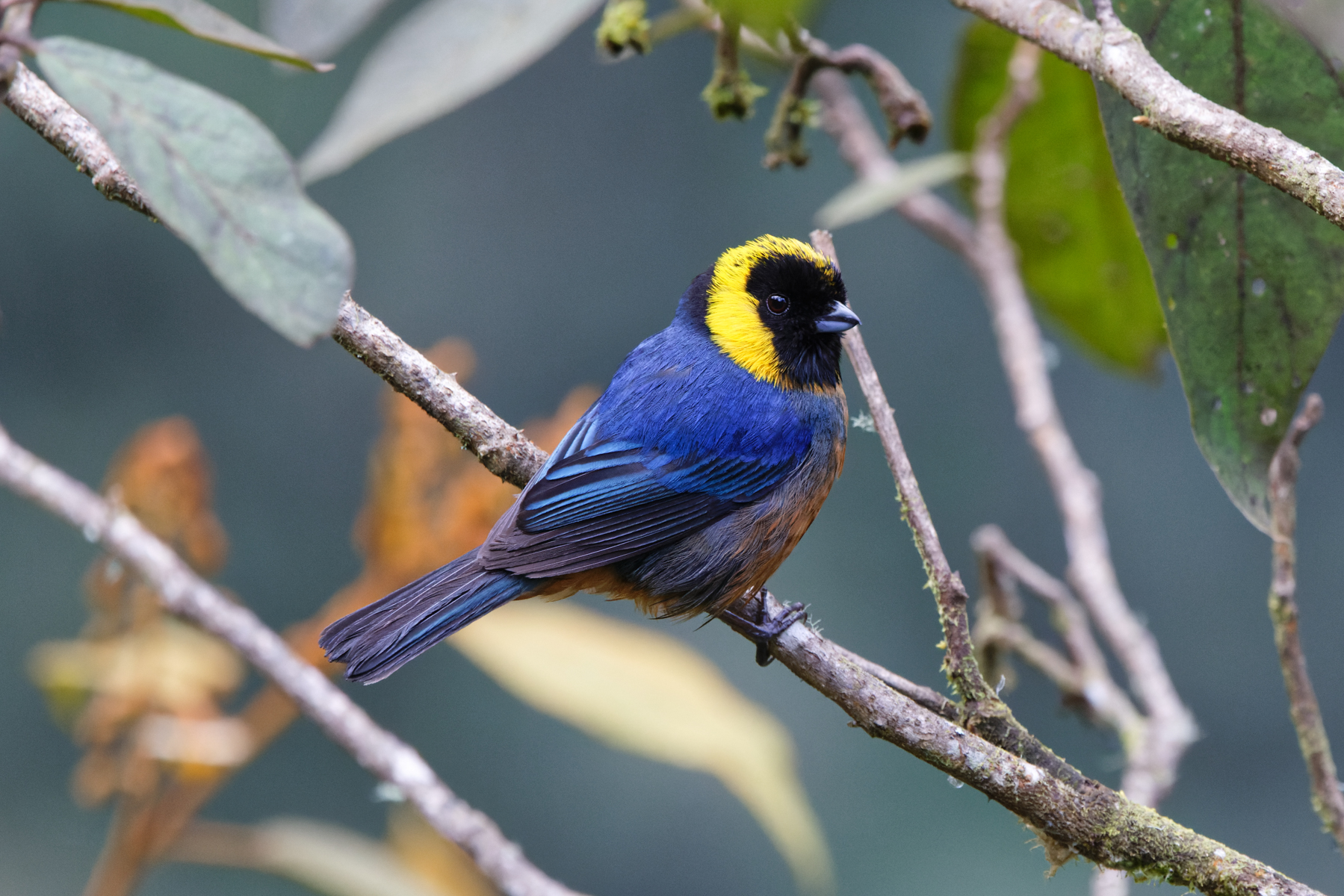 Golden-collared Tanager (image by Leo Garrigues)
