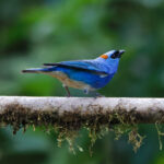 Golden-naped Tanager (Inca ssp) (image by Leo Garrigues)