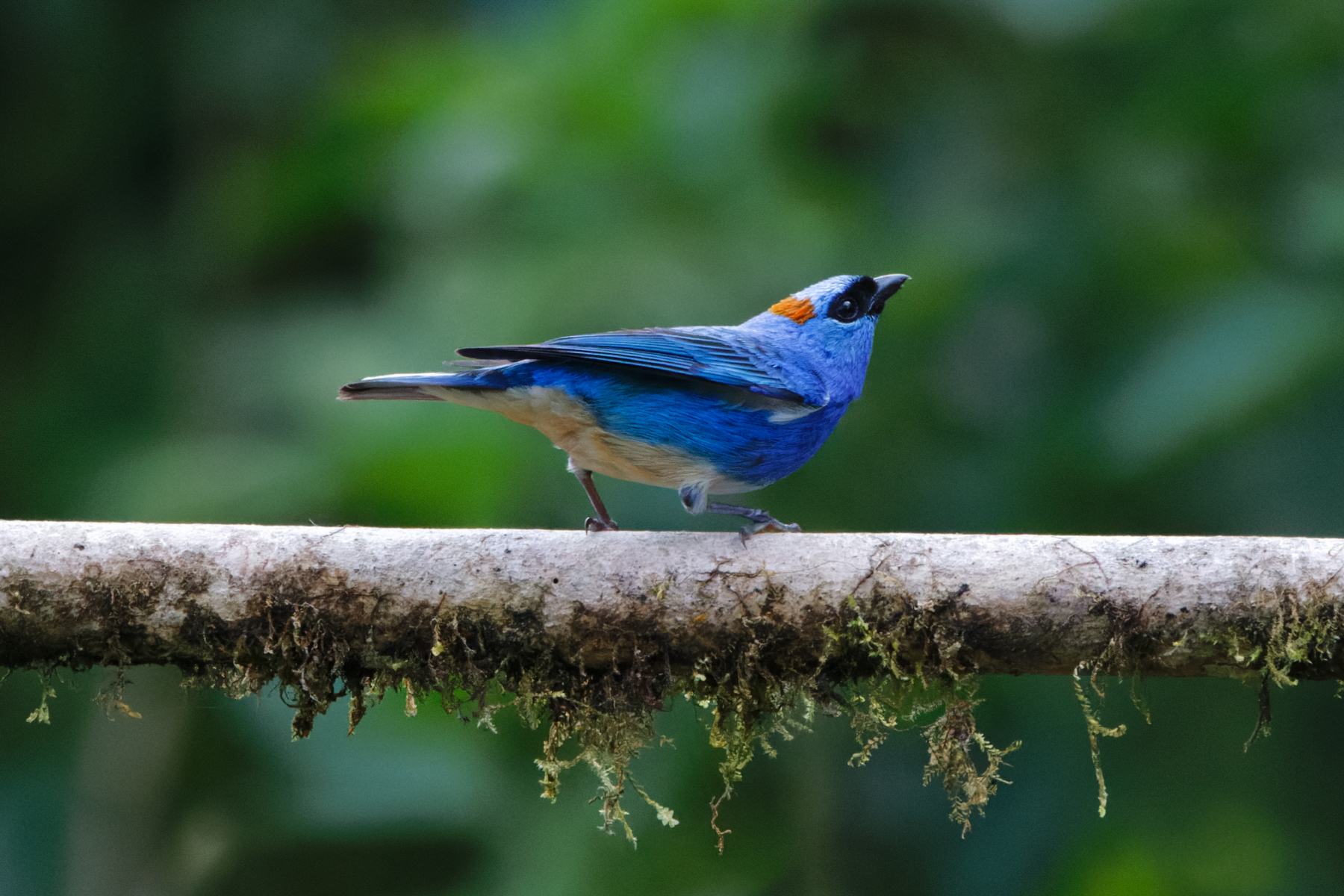 Golden-naped Tanager (Inca ssp) (image by Leo Garrigues)