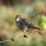 Grasshopper Sparrow (image by Eustace Barnes)