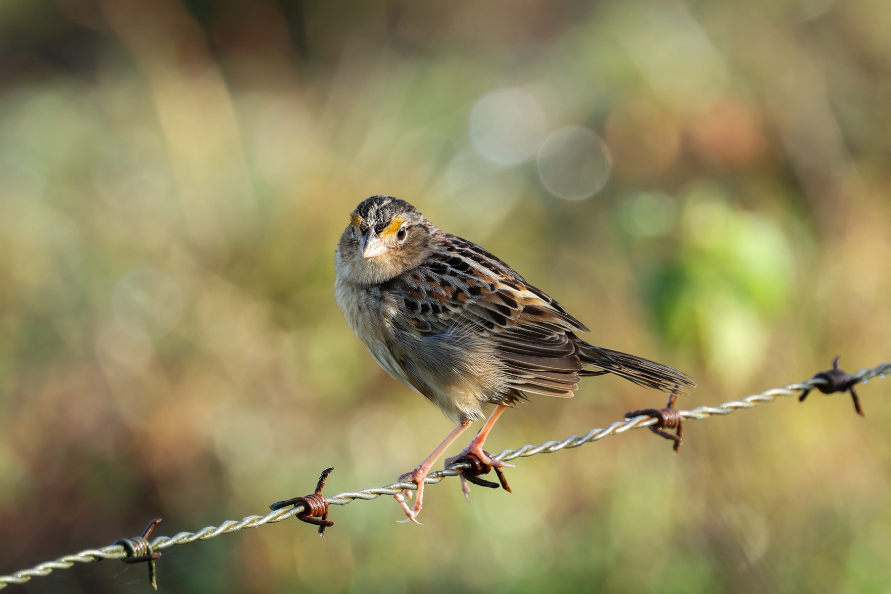 Grasshopper Sparrow (image by Eustace Barnes)